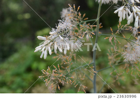 タケニグサ・竹似草の花 タケニグサ・竹似草の花 23630996