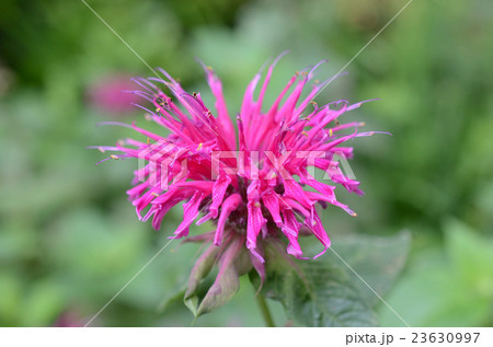 モナルダの花 23630997