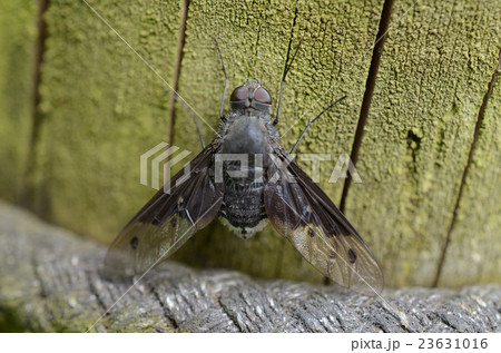 コウヤツリアブ・高野長吻虻 コウヤツリアブ・高野長吻虻 23631016