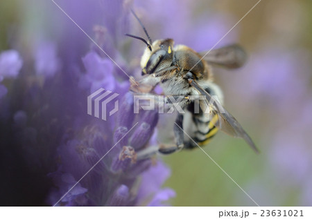 ラベンダーの蜜を吸うトモンハナバチ 十紋花蜂の写真素材