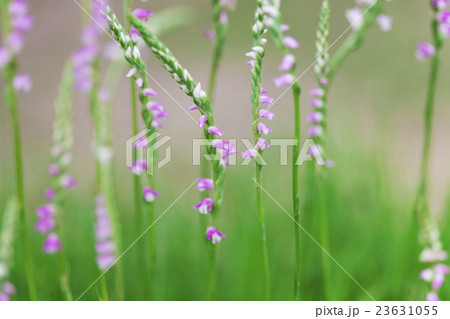 ネジバナのアップ 23631055