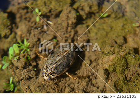 ハイイロゲンゴロウ・灰色源五郎 23631105