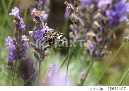 交尾中のトモンハナバチ・十紋花蜂 交尾中のトモンハナバチ・十紋花蜂 23631107