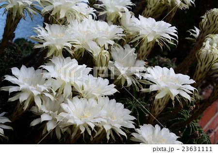 咲き誇るサボテン 短毛丸 たんげまるの白い花の写真素材