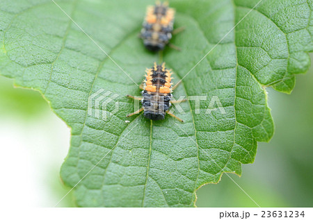 ナミテントウムシ・並天道虫の幼虫 ナミテントウムシ・並天道虫の幼虫 23631234