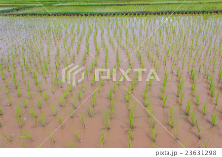 young rice are growing in the paddy field 23631298