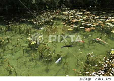 モネの池 モネの池 23631329