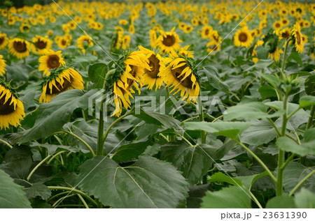 雨のヒマワリ・向日葵、向日葵畑 23631390