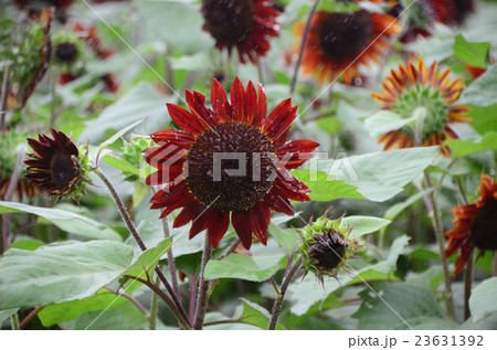 雨のヒマワリ・向日葵、プラドレッド 23631392