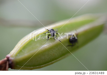クサギカメムシ・臭木亀虫の幼虫 23631489