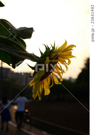 夕暮れに恋人たちを見送る大輪のヒマワリ・向日葵 夕暮れに恋人たちを見送る大輪のヒマワリ・向日葵 23631492