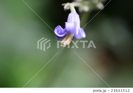 クサボタン・草牡丹の花 23631512