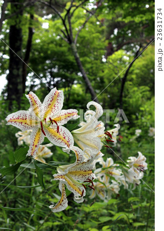 森の中の山ユリ 森の中の山ユリ 23631734