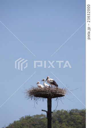 コウノトリ　 23632000