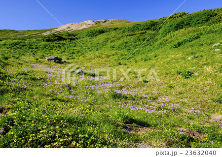 御前峰と高山植物 23632040
