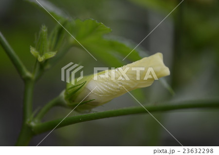 オクラの花 23632298