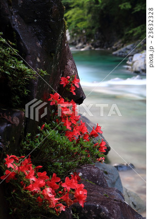 岩つつじのある風景 23632328