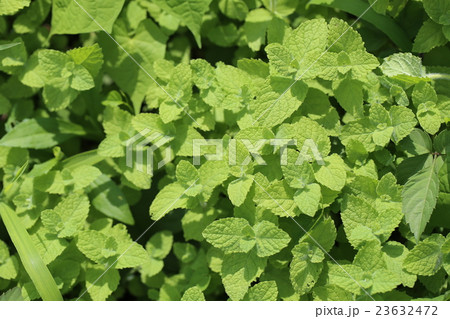 ミント 23632472