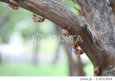 蝉の抜け殻 23632664