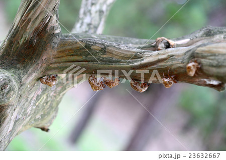 蝉の抜け殻 23632667