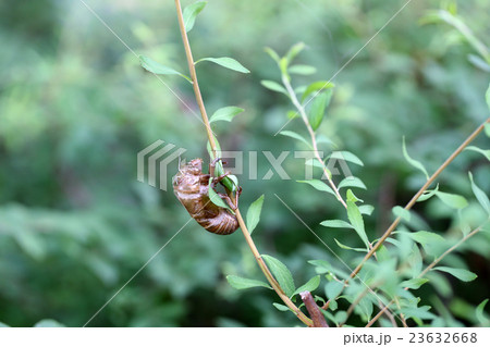 蝉の抜け殻 23632668
