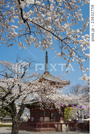 川多越大師 喜多院の桜と多宝塔 川多越大師 喜多院の桜と多宝塔 23632756