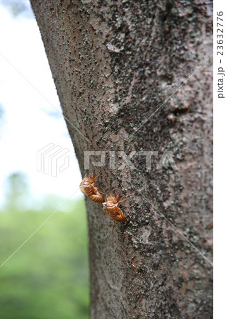 蝉の抜け殻 蝉の抜け殻 23632776