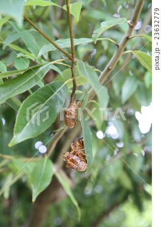 蝉の抜け殻 蝉の抜け殻 23632779