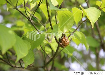蝉の抜け殻 23632782
