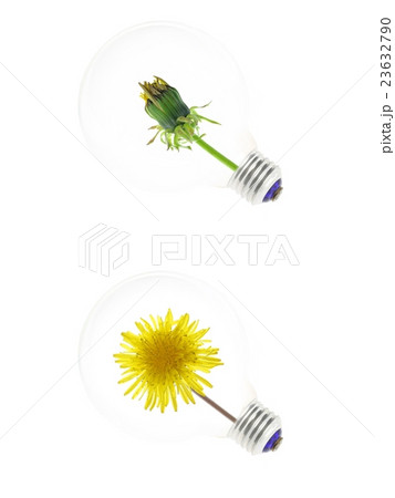 タンポポの電球 23632790