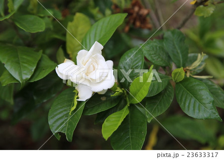 クチナシ 23633317