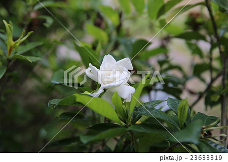 クチナシ 23633319