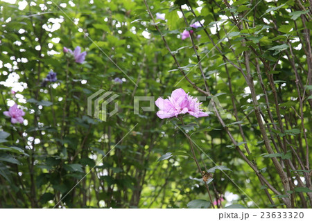 ムクゲ ムクゲ 23633320