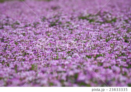 レンゲ畑 レンゲ畑 23633335