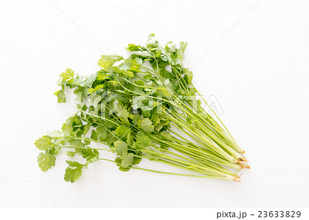 パクチー パクチー 23633829