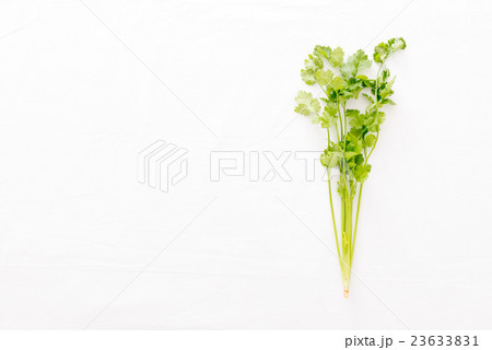 パクチー 23633831