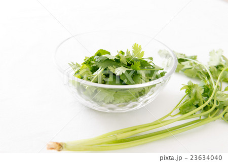 パクチー 23634040