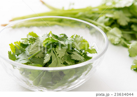 パクチー 23634044