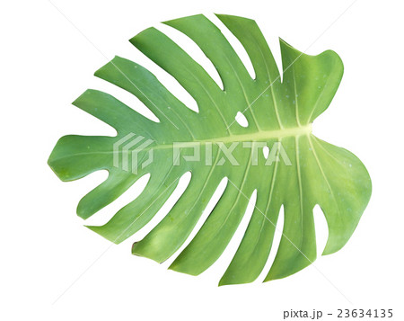 モンステラ 23634135