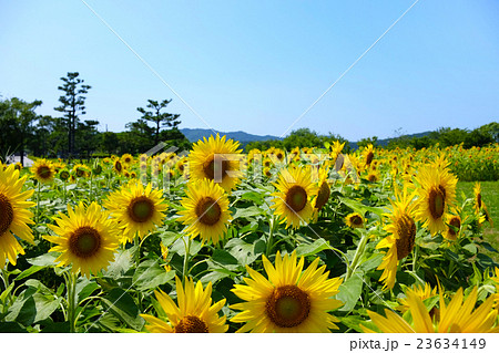 鳴門ウチノ海総合公園のひまわり 23634149