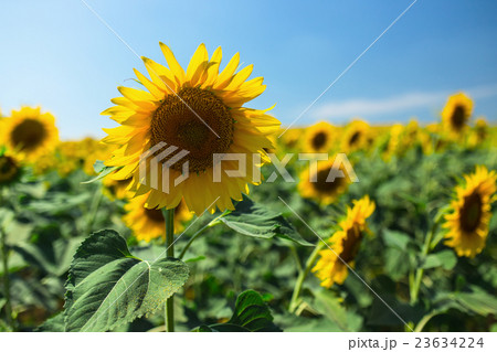 Blooming sunflowers field on a background of blue 23634224
