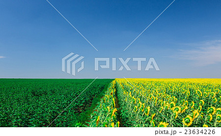 Blooming sunflowers field on a background of blue 23634226