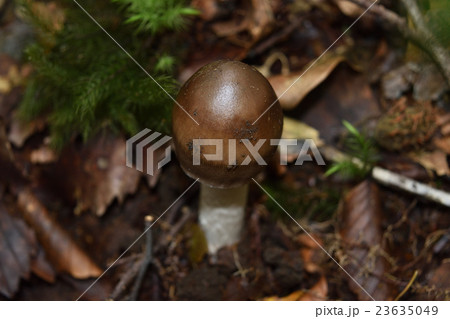 コテングタケモドキ 23635049