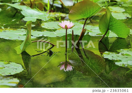 京都　南禅寺方丈庭園の睡蓮 23635061