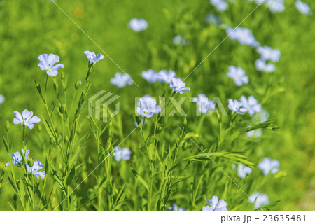 亜麻の花畑 23635481