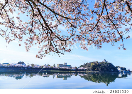早朝の国宝犬山城と桜 早朝の国宝犬山城と桜 23635530
