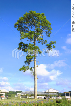 Tree in public park 23635642