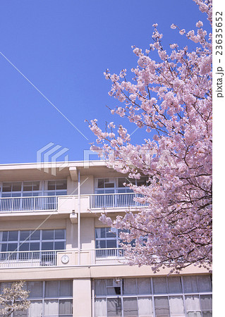 桜と校舎 23635652