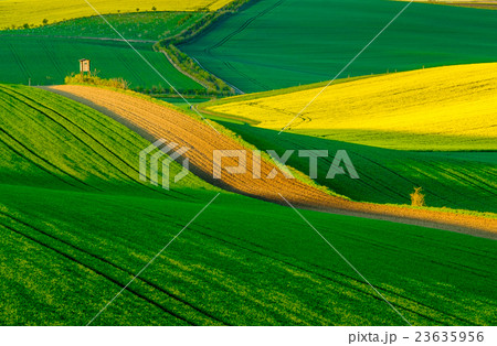 Wavy meadows spring landscape in South Moravia 23635956