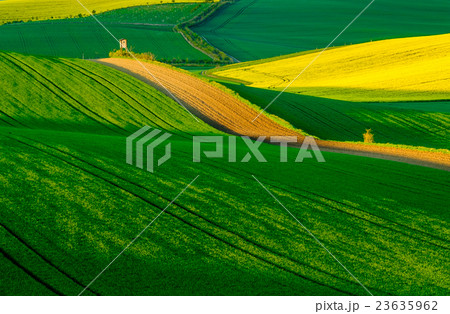 Wavy meadows spring landscape in South Moravia 23635962